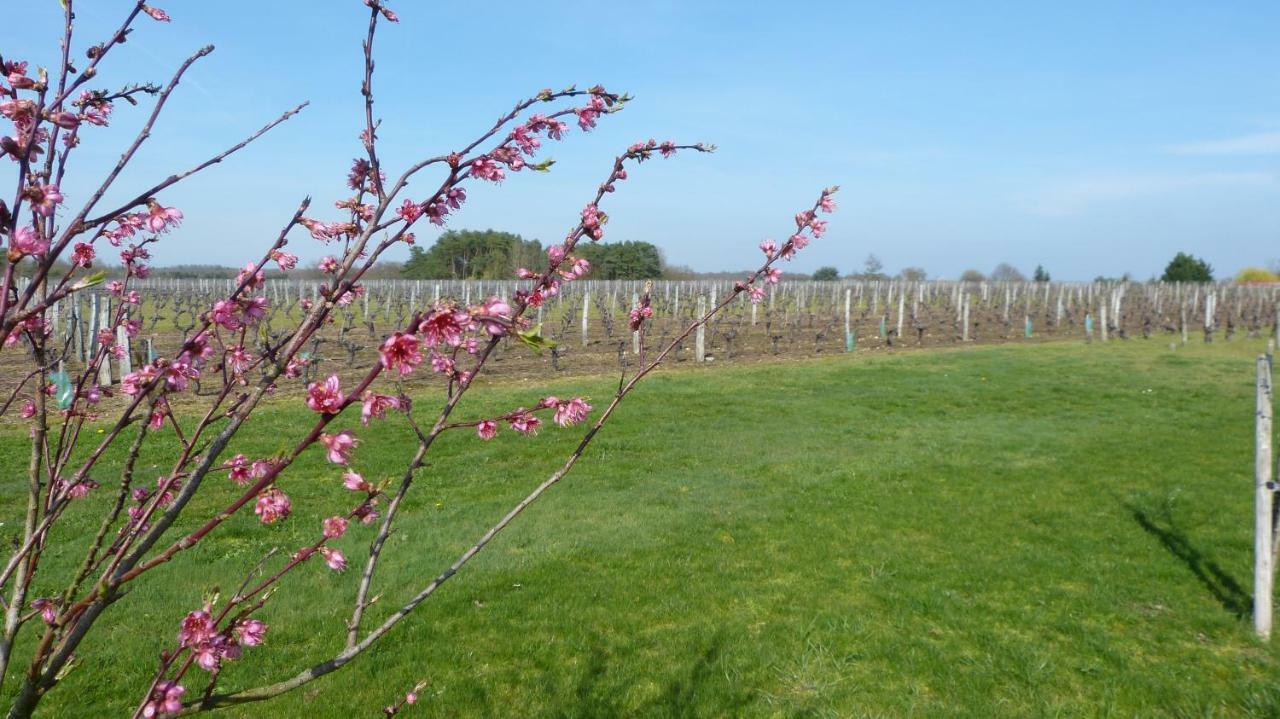 L'Ecrin Au Coeur Des Vignes Villa แซ็งต์-จอร์จ-ซูร์-แชร์ ภายนอก รูปภาพ